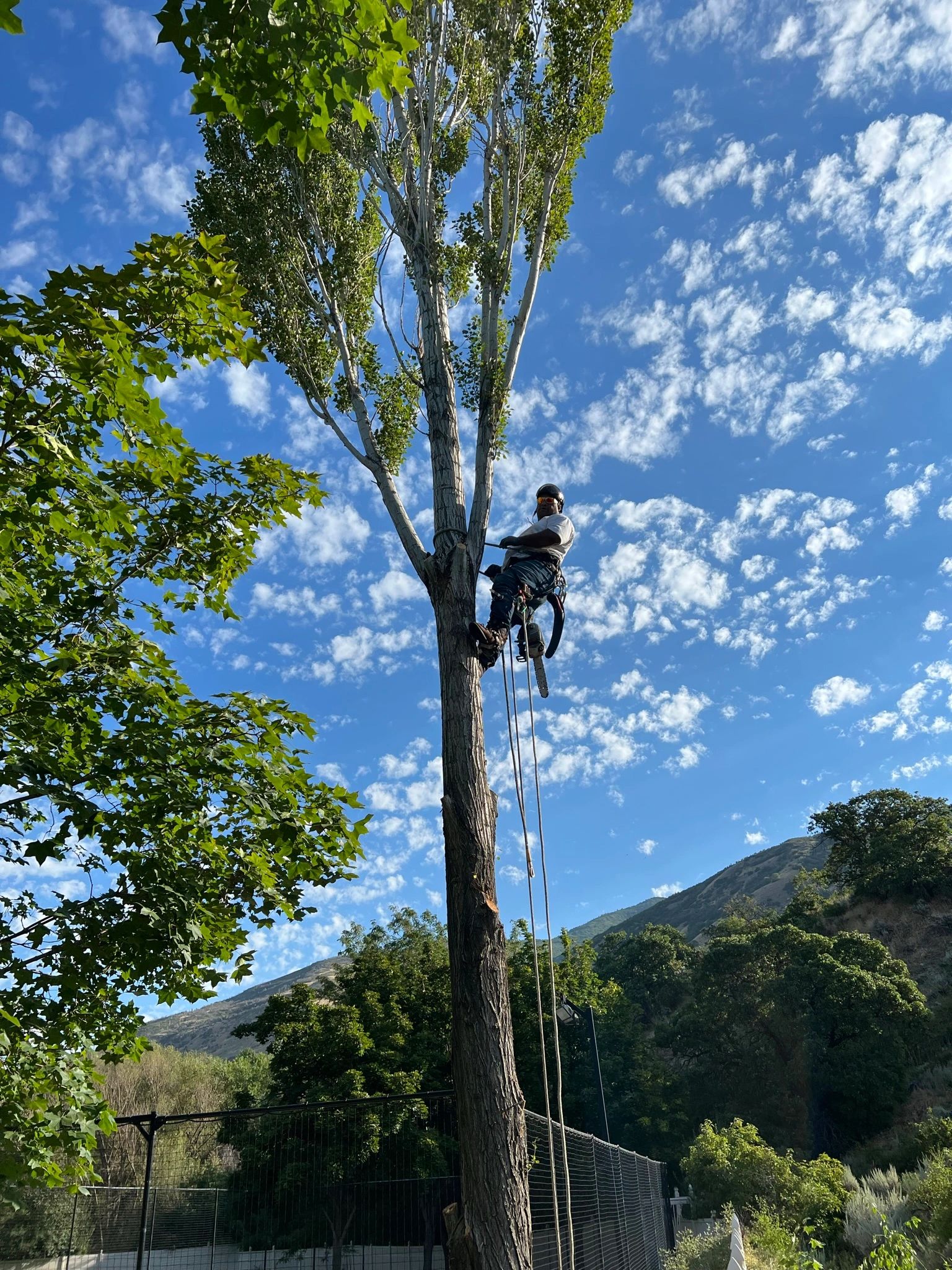 Professional tree climber in safety gear working high in a tree
