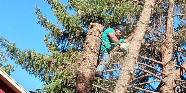 Arborist trimming tree branches