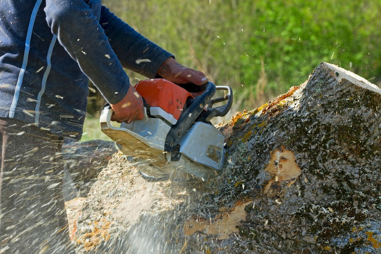 Professional tree removal service